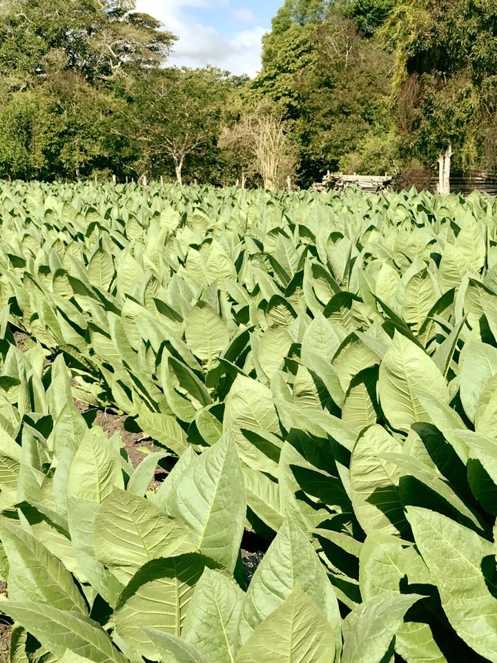 Yayabo Cigars Store photo 5