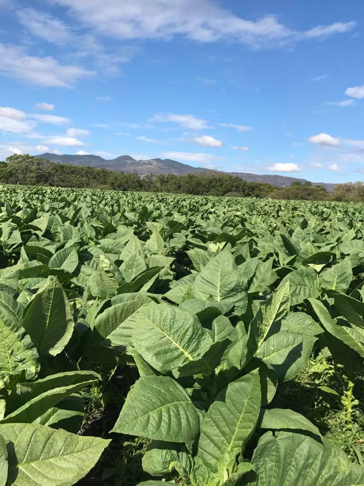 Yayabo Cigars Store photo 8